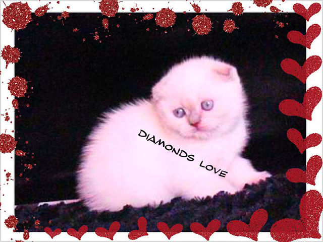 ПРОДАЖА!!! КЛУБНАЯ ДЕВОЧКА!МОСКВА 89653408373