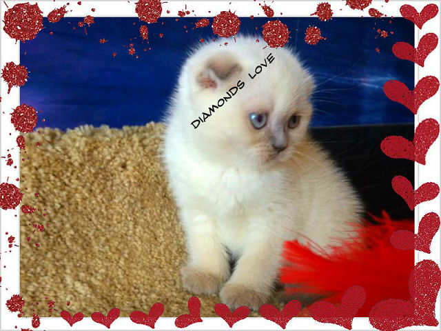 ПРОДАЖА!!! ВИСЛОУХАЯ КЛУБНАЯ ДЕВОЧКА!