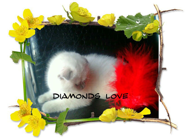 ПРОДАЖА! МОСКВА ВИСЛОУХАЯ КЛУБНАЯ ГОЛУБОГЛАЗАЯ КРАСОТКА ЭЛИТНОГО ОКРАСА!89653408373