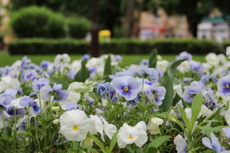 9 мая.. прогулка по красной...