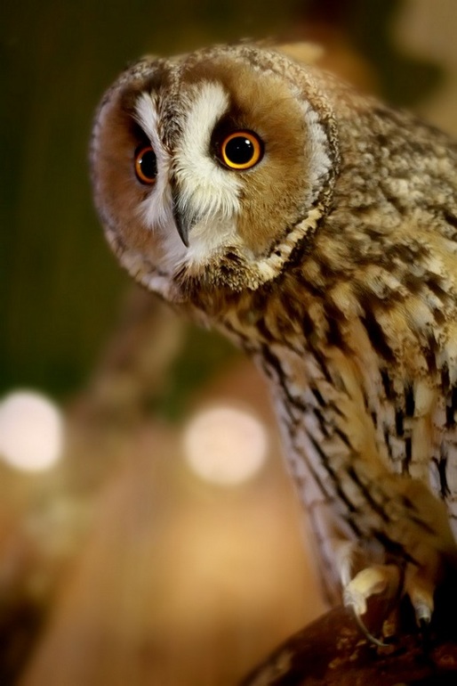 Вчера в парке встретили сову.