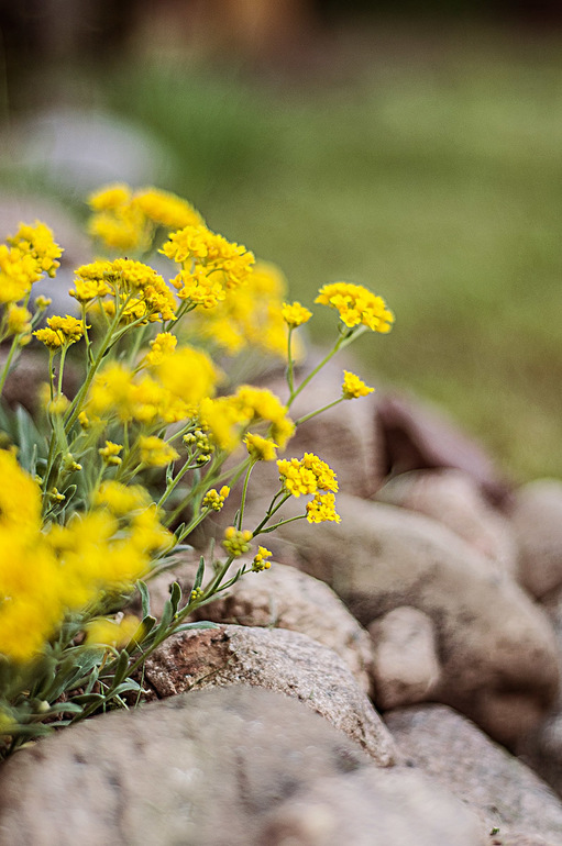 снова мои цветнички и моя природа на даче!