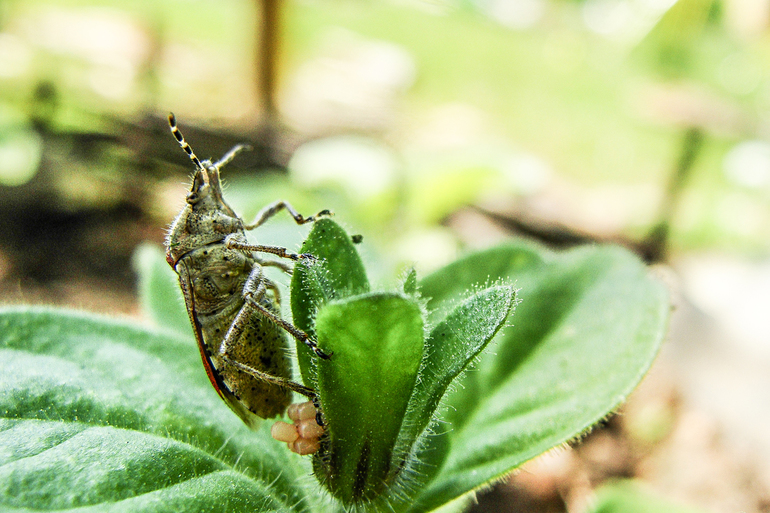 цветение в конце мая
