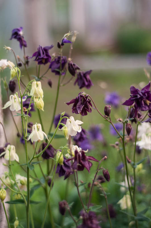 цветение в конце мая