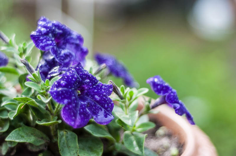 цветение в конце мая