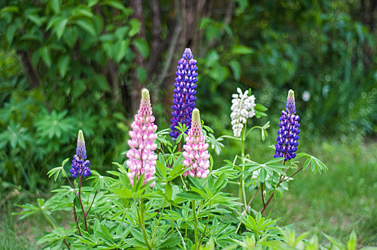 цветение в конце мая