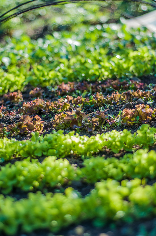 вот такая у нас весна-красна