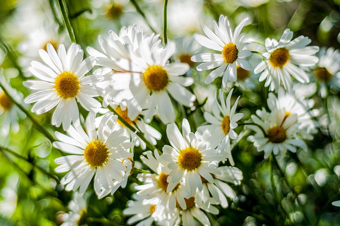 и я продолжу тему цветов!