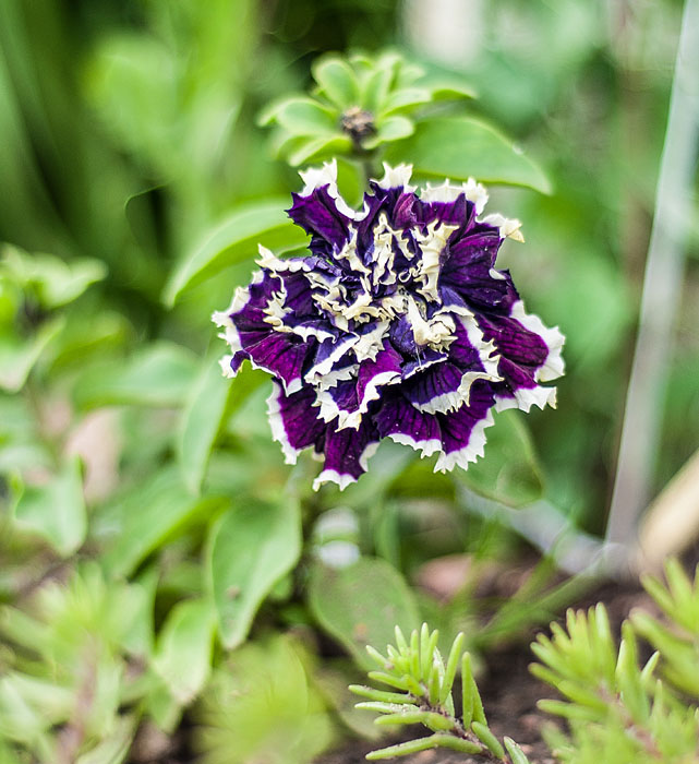 и я продолжу тему цветов!