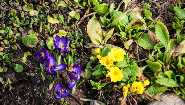 дела цветочные