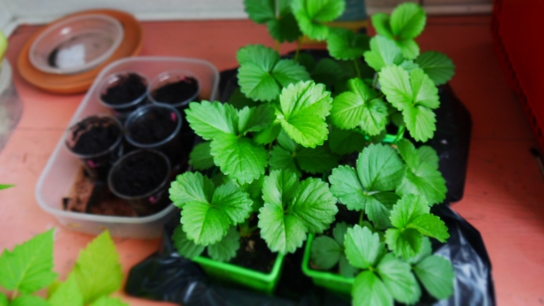 А на моем балконе такое вот...