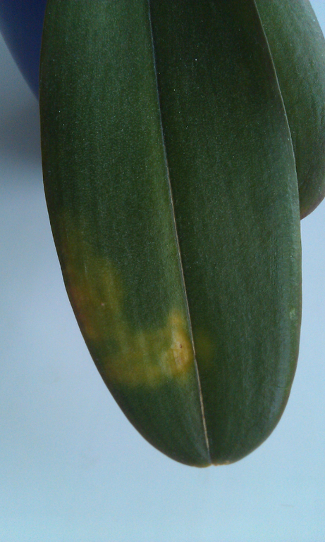 Орхидея болеет!