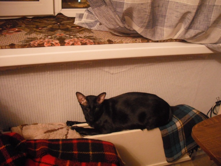 Мой кот Дали