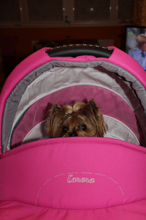 Наша Camarelo Carera для маленькой принцесы.