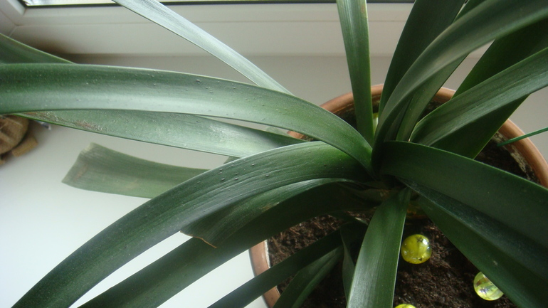 Девочки подскажите как спасти цветочек ?!!