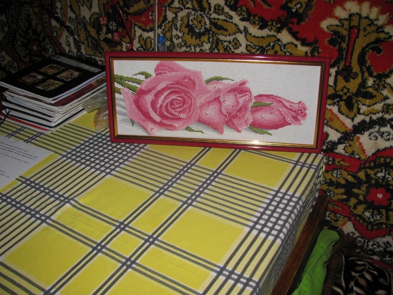 розовые розы в росе