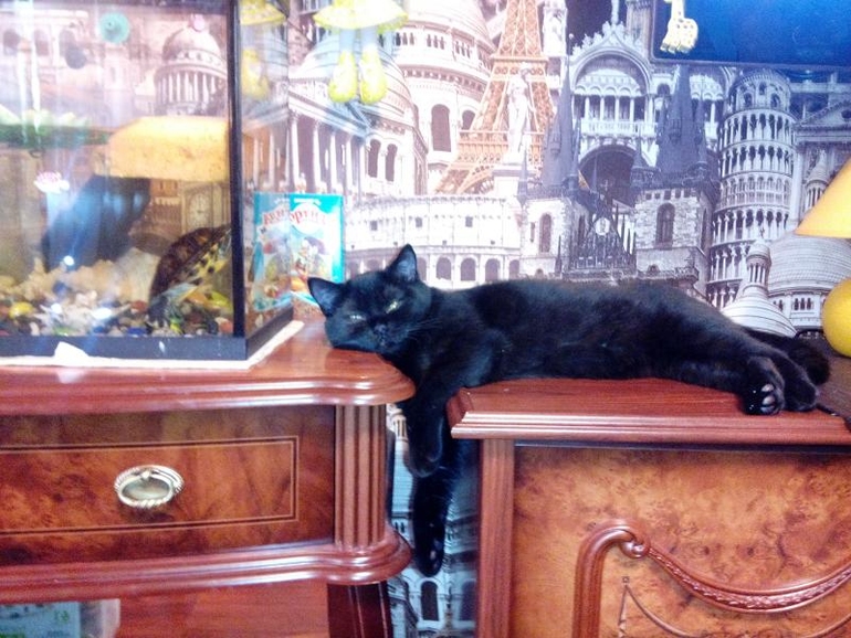 Черная морда