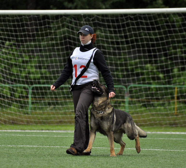 продается щенок рабочей немецкой овчарки