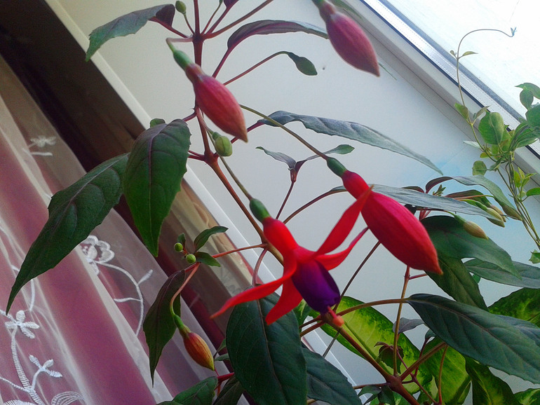 Фуксия в цвету))