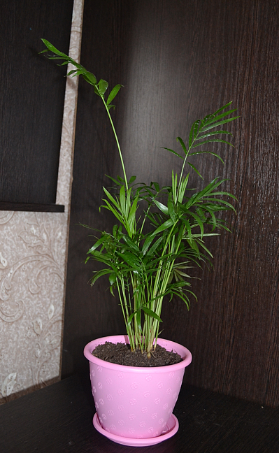 Мои цветочки и вопросы к ним)