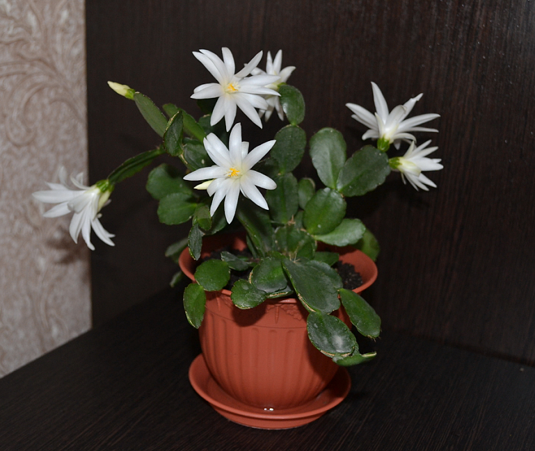 Мои цветочки и вопросы к ним)