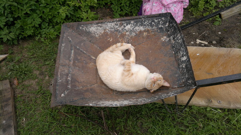 Наслаждаются весной