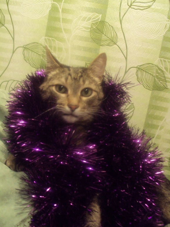 Новогодние котэ