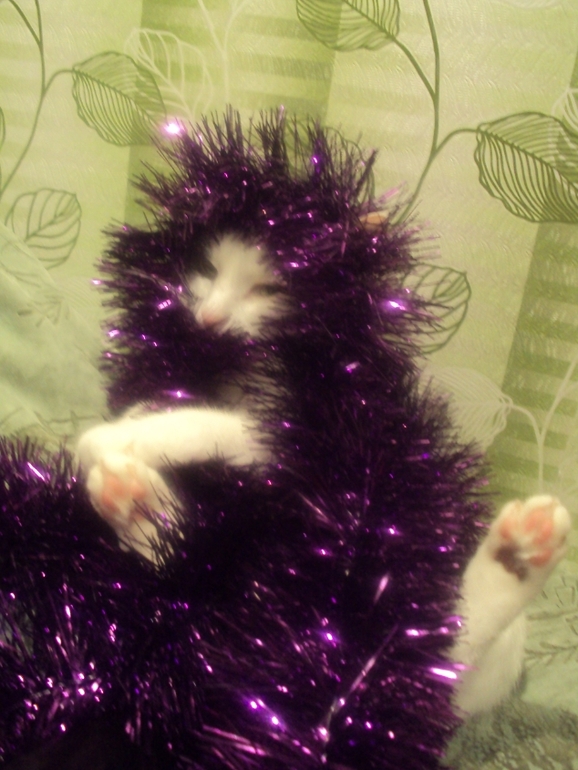 Новогодние котэ