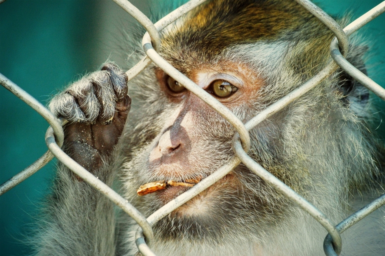 Жалость... Голод... Взгляд...