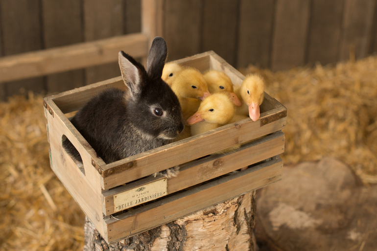 Мои крошки