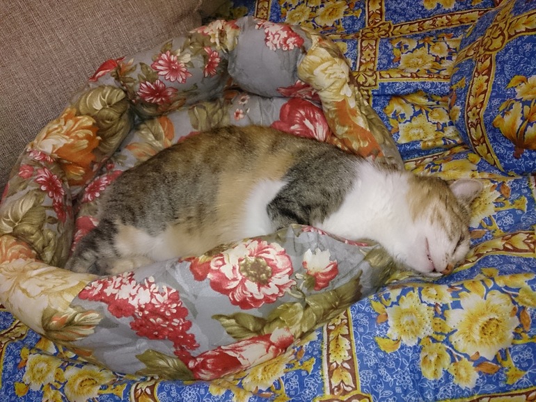 устал. упал. уснул