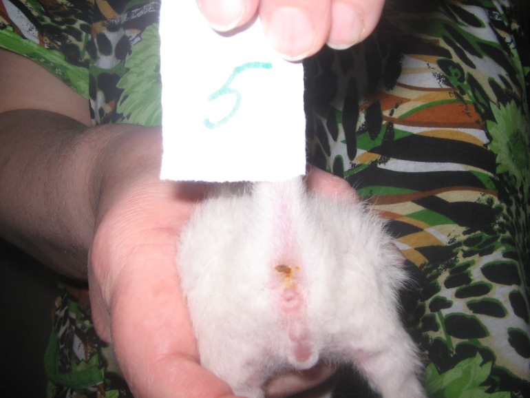 Определение пола, предварительное.