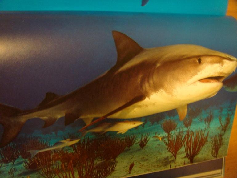 Пополнение библиотеки для Вовика