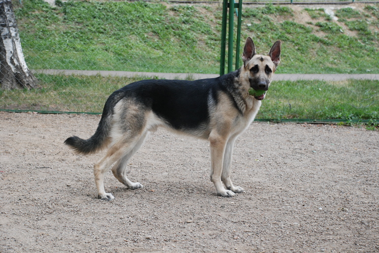 Айрон получил первую САСку в юниорах))