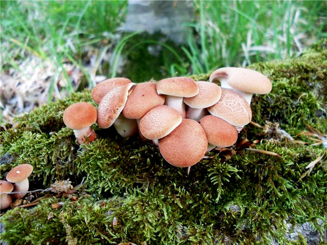 КЗ № 7 "Корректируем фотографию при помощи кривых"