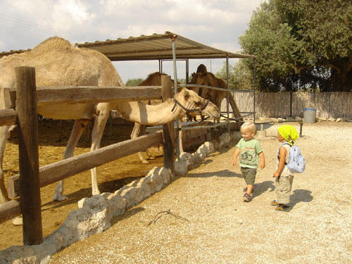 Отдых с детьми на Кипре. Лучшие отели