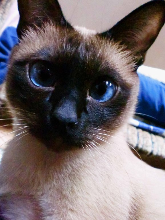 Девочки,у кого дома КОТ???