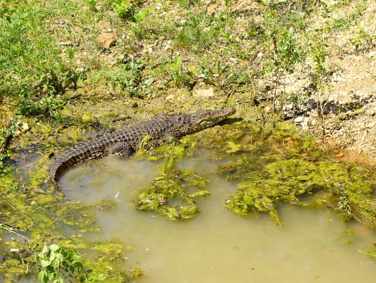 Первый раз в парке львов "Тайган"!!!!!