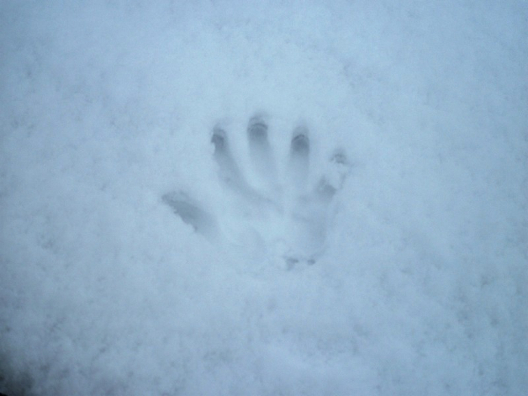 Заметает зима заметает