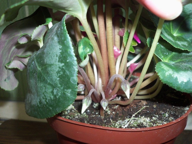 Название цветка.