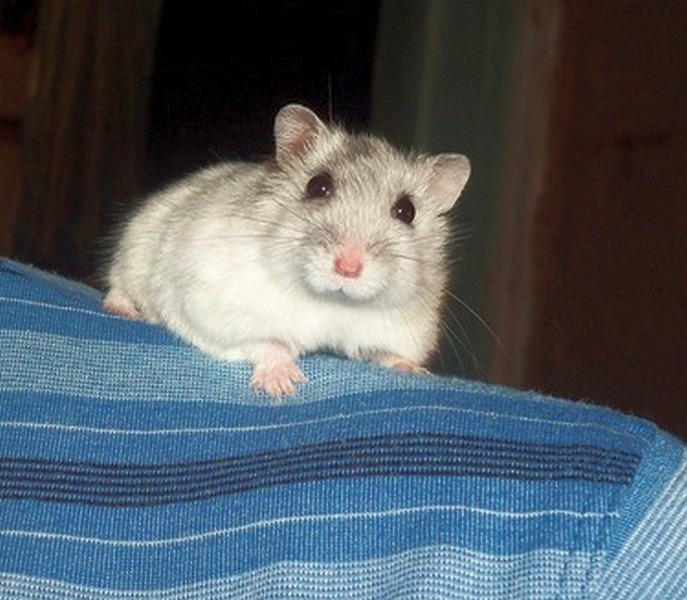 Витаминки для хомяши.