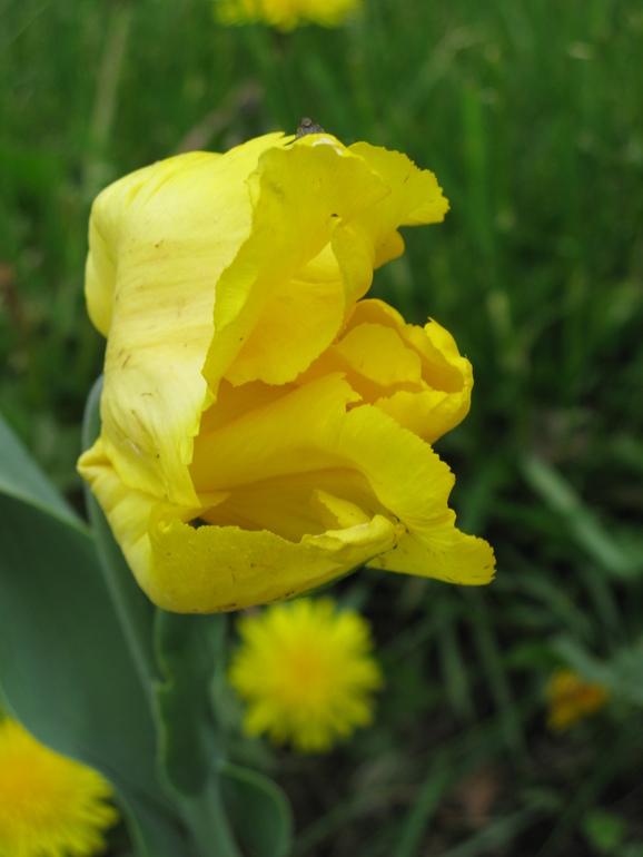 И еще немного Кусково.