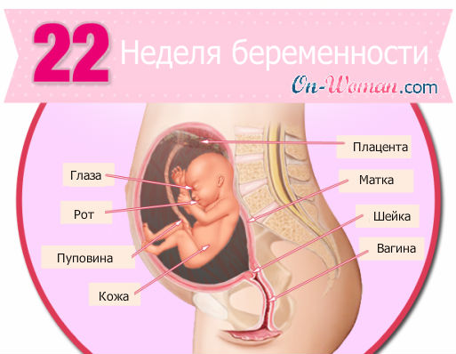 Вес ребенка 21-22 недели беременности