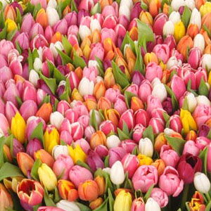 С Прошедшим...