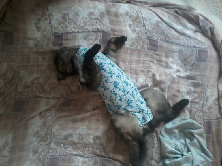 После стерилизации.