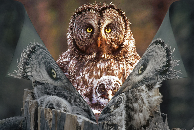 Контрольное задание № 39. "Загибаем картинку"