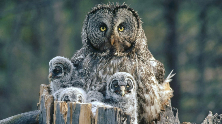 Контрольное задание № 39. "Загибаем картинку"