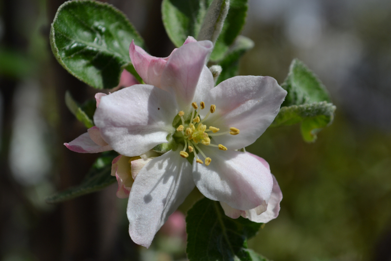 За что я люблю весну