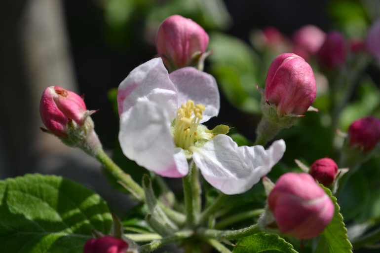 За что я люблю весну