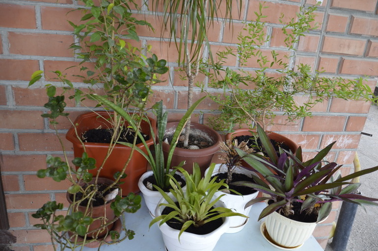 Горе цветовод)